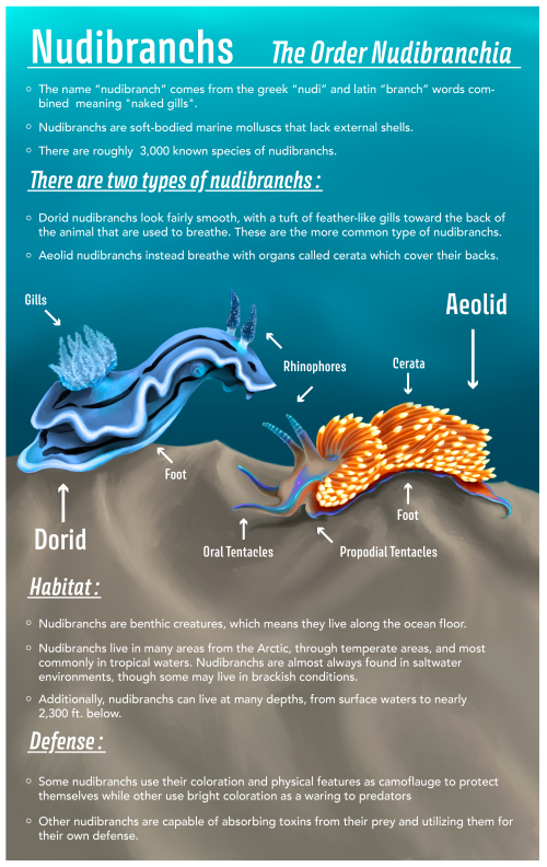 Nudibranchs